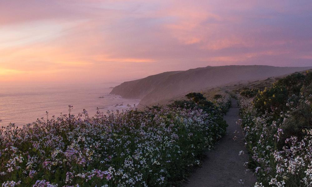 A flower-lined path at Point Reyes National Seashore at sunrise.